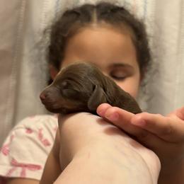 Kai - Chocolate and tan male Dachshund puppy in Lufkin, Texas from L & A Dachshunds