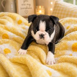 F1 - Brindle and white female Boston Terrier puppy in Shell Knob, Missouri from Stoneridge Kennel