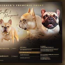 French Bulldog puppies from Scherners Frenchie Frenz