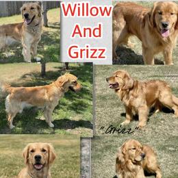 Golden Retriever puppies from Hailey’s Goldens