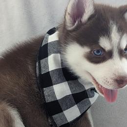 Girl 4 - Red and white Siberian Husky puppy in Carnegie/Pittsburgh, Pennsylvania from 3 Rivers Siberians(Richard's)