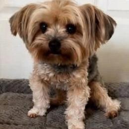Champ - Blue and gold male Yorkshire Terrier puppy in Gatesville, Texas from Cuddles of Cuteness