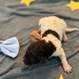 Wiseman - Parti male Goldendoodle puppy in Camden, North Carolina from Oopsie Doodles of NC