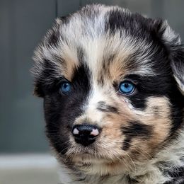 Boy 1 - Blue merle Australian Shepherd puppy in Touchet, Washington from Frog Hollow Aussies