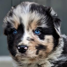 Boy 1 - Blue merle Australian Shepherd puppy in Touchet, Washington from Frog Hollow Aussies