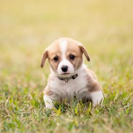 Grey Collar Male- Yoshi - Red male Pembroke Welsh Corgi puppy in Waverly Hall, Georgia from 6g Ranch Corgis