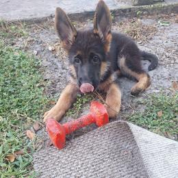 Julie vom LegendLand - Black and red female German Shepherd puppy in Hillsborough County, Florida from Vom Legend Land