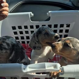Dachshund Puppies from A&R Dachshund