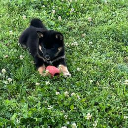 Midnight - Black and tan male Shiba Inu puppy in Clayton, Oklahoma from Kiamichi Shiba Inu