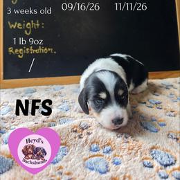 Crysta - Piebald female Dachshund puppy in Hoquiam, Washington from Heyd's Mini Dachshunds