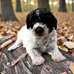 Danica - Brown roan female Lagotto Romagnolo puppy in Seymour, Missouri from Terra Incognita