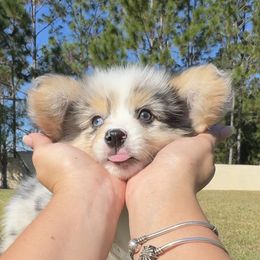 Apollo - Blue merle and white male American Corgi puppy in Florida from Sunrise Corgis