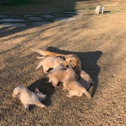 Golden Retriever Puppies from Daniel Ranch Golden Retrievers