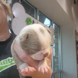 Boston Terrier and French Bulldog Puppies from Legends Frenchton's, French Bulldogs ,Boston Terriers & French Bullhuahua's