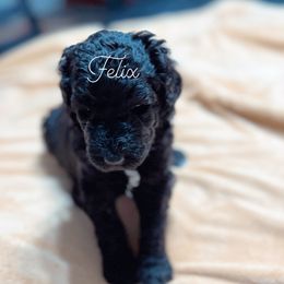 Poodle Puppies from DH Poodles
