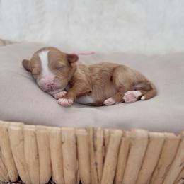 Ireland - Apricot female Cavapoo puppy in Arlington, Texas from Van Haselen Poodles and Doodles