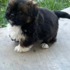 Mal-Shis from Dog Breeder