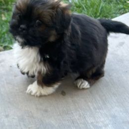 Mal-Shis from Dog Breeder