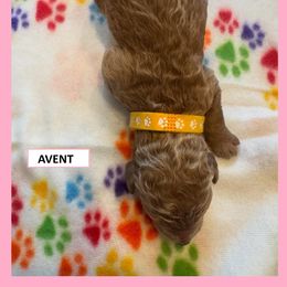 Goldendoodle Puppies from Quentin Brewer