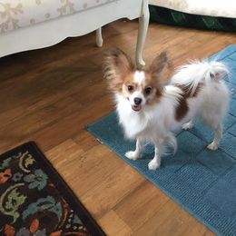 JOLIE - Papillon