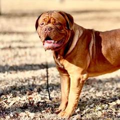 Dogues de Bordeaux from Legacy Bordeaux