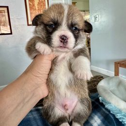 Algiz Gebo Harper (boy 2) - Red male Pembroke Welsh Corgi puppy in Hallandalle, Florida from Algiz Gebo