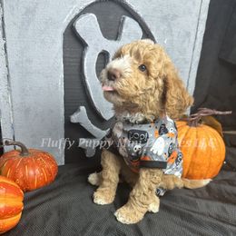 Lincoln (Orange Collar) boy - Apricot male Goldendoodle puppy in Corona, California from Fluffy Puppy Mini Doodles LLC