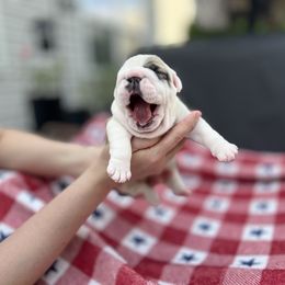 Bulldog Puppies from Sweet Rolls