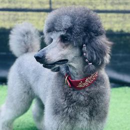 Collies and Poodles from Lazy Lotus Poodles & Collies