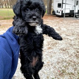 Poodle, Yorkipoo, and Yorkshire Terrier Puppies from Yorkie Oodle Doodle