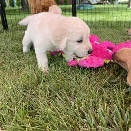 Golden Retriever Puppies from Crescent View Goldens
