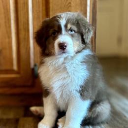 Jerry - Red tri-color male Australian Shepherd puppy in Ephrata, Pennsylvania from Weavers Indian Run Aussies