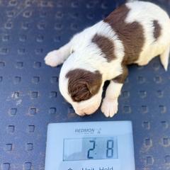 Bernedoodle, Double Doodle, and Saint Berdoodle Puppies from Remington Kennels, LLC