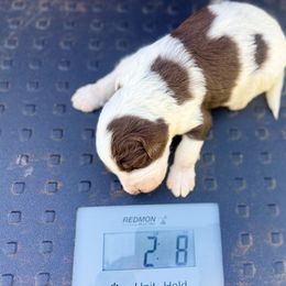 Bernedoodle, Double Doodle, and Saint Berdoodle Puppies from Remington Kennels, LLC
