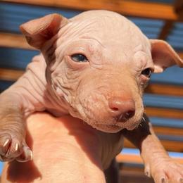 Americano - Chocolate female American Hairless Terrier puppy in Sacramento, California from Gold Rush Kennels
