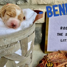 Goldendoodle Puppies from Dapper Doodles of Tennessee