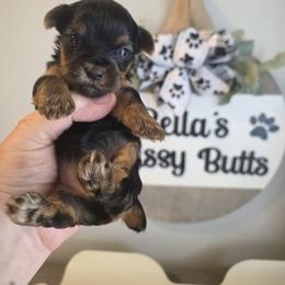Bree - Black and tan female Yorkshire Terrier puppy in Clermont, Florida from Bella's Prissy Butts