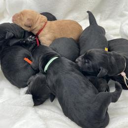 Yellow - Black female Labrador Retriever puppy in Heath Springs, South Carolina from Rich Hill Retrievers