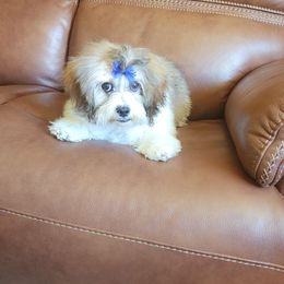 Lucas - Tricolor male Shih Tzu puppy in Kennewick, Washington from Tinytails
