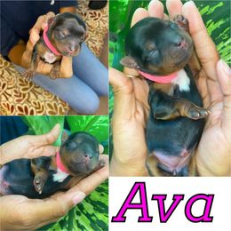 Yorkshire Terrier Puppies from Port City Yorkies LLC