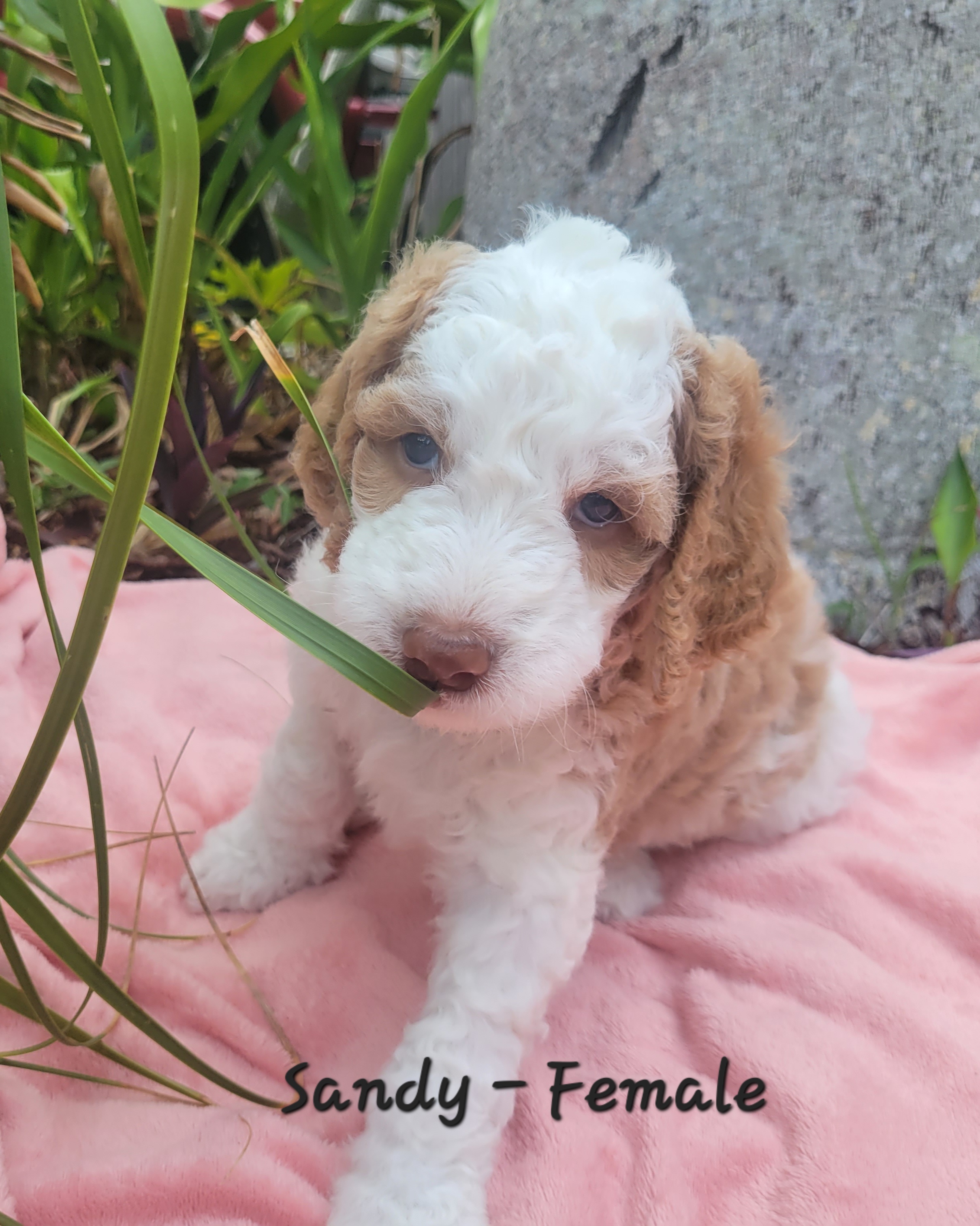 Springerdoodle Puppies from Springerdoodles of Florida