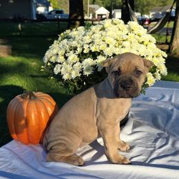 Eden - Fawn female Cane Corso puppy in Elkhart, Indiana from Martins Almighty Cane Corsos