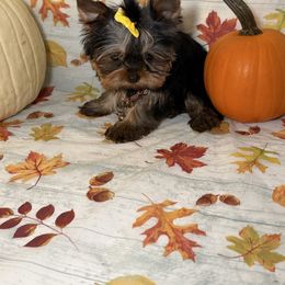 SMALL SAM - Black and gold male Yorkshire Terrier puppy in Maple Heights, Ohio from Yorkiesllc