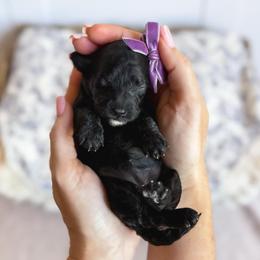 Elle- purple collar girl - Black female Cavapoo puppy in Melbourne, Florida from Space Coast Doodle Co.