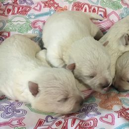 Pixel - White male West Highland White Terrier puppy in Park Rapids, Minnesota from Peggy’s Terriers