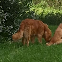 Golden Retrievers from Hancock Goldens