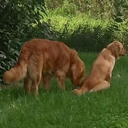 Golden Retrievers from Hancock Goldens