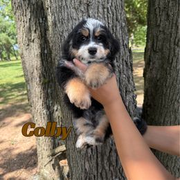 Colby - Tri-color male Bernedoodle puppy in Springfield, Missouri from PoodlelyDoodlely