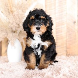 Bernedoodle and Goldendoodle Puppies from Kimberlee’s Kennels