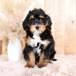 Bernedoodle and Goldendoodle Puppies from Kimberlee’s Kennels